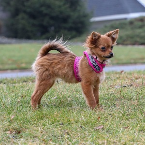 Fundraising Page: Theresa Specht